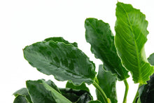 Anubias barteri var. nana ’Kirin’ - Potted - Planted Aquaria