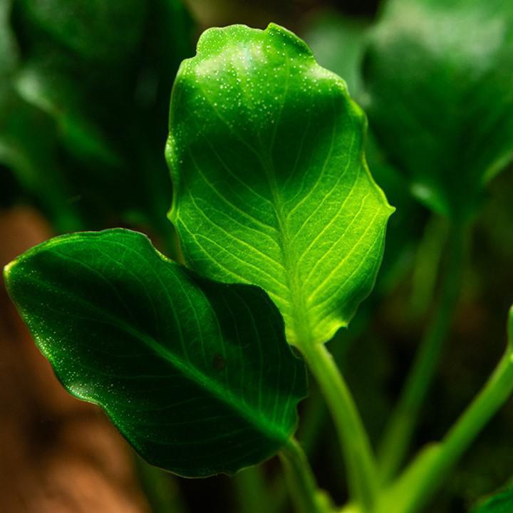 Anubias barteri var. nana ’Kirin’ - Potted - Planted Aquaria