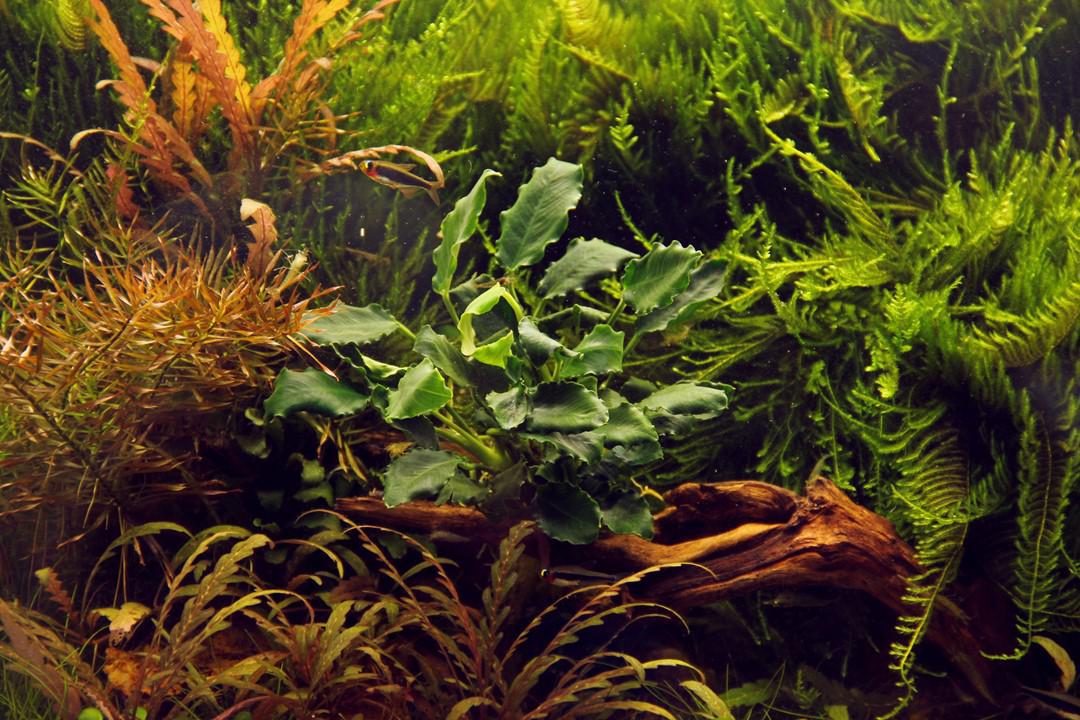 Anubias barteri var. nana ’Kirin’ - Potted - Planted Aquaria
