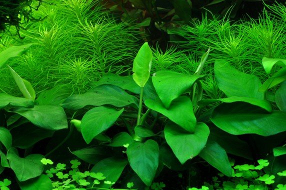 Anubias barteri var. nana 'Large' - Potted - Planted Aquaria
