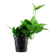Anubias barteri var. nana 'Large' - Potted - Planted Aquaria