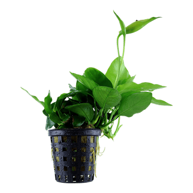 Anubias barteri var. nana 'Large' - Potted - Planted Aquaria