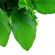 Anubias barteri var. nana 'Large' - Potted - Planted Aquaria