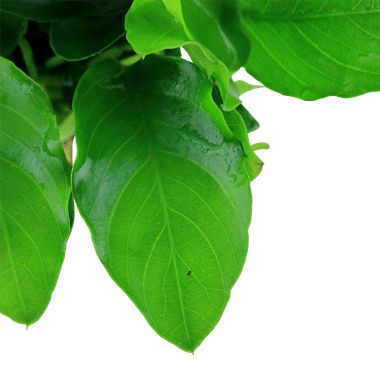 Anubias barteri var. nana 'Large' - Potted - Planted Aquaria