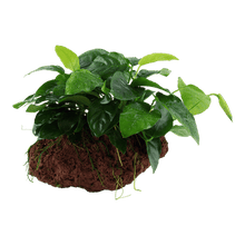 Anubias barteri var. nana on Lava Stone - Planted Aquaria