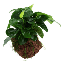 Anubias barteri var. nana on Lava Stone - Planted Aquaria
