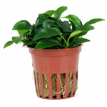 Anubias barteri var. nana 'Petite' Potted - Planted Aquaria