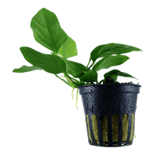Anubias barteri var. nana - Potted - Planted Aquaria