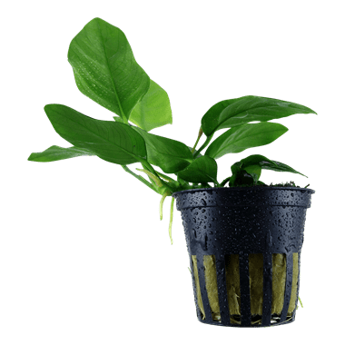 Anubias barteri var. nana - Potted - Planted Aquaria
