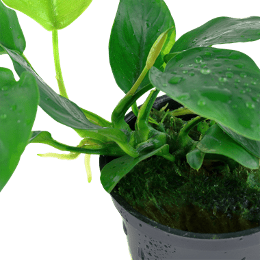 Anubias barteri var. nana - Potted - Planted Aquaria