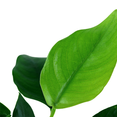 Anubias barteri var. nana - Potted - Planted Aquaria