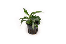 Anubias chili jalapeno - Potted - Planted Aquaria