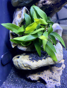 Anubias chili jalapeno - Potted - Planted Aquaria