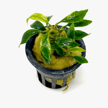 Anubias Chili 'Mini' - Potted - Planted Aquaria