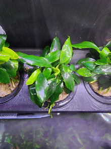 Anubias Chili 'Mini' - Potted - Planted Aquaria