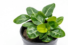 Anubias Giant Stardust - Potted - Planted Aquaria