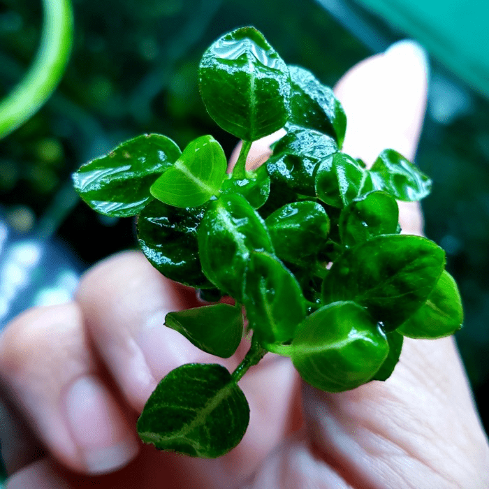 Anubias Giant Stardust - Potted - Planted Aquaria