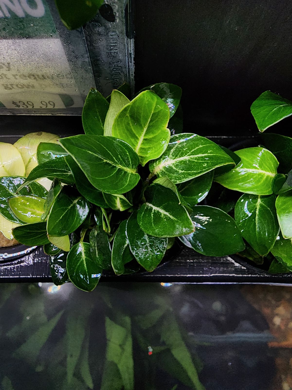 Anubias Giant Stardust - Potted - Planted Aquaria