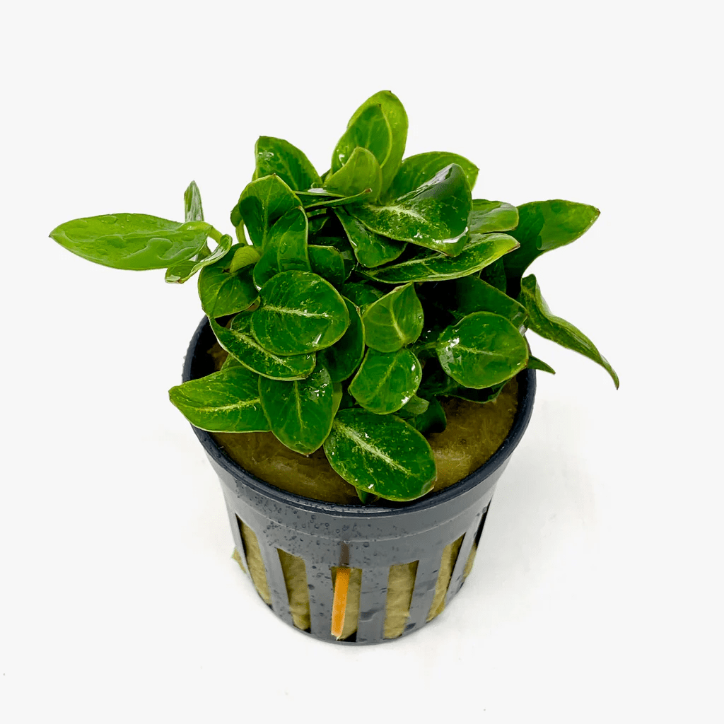 Anubias Giant Stardust - Potted - Planted Aquaria