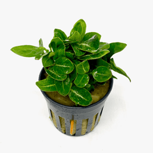 Anubias Giant Stardust - Potted - Planted Aquaria