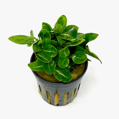 Anubias Giant Stardust - Potted - Planted Aquaria