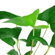 Anubias gracilis - Potted - Planted Aquaria