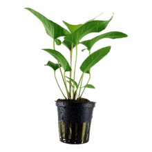Anubias gracilis - Potted - Planted Aquaria