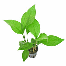 Anubias heterophylla - Potted - Planted Aquaria
