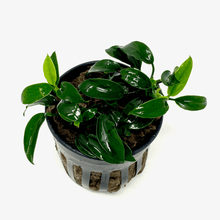 Anubias Jungle Star - Potted - Planted Aquaria