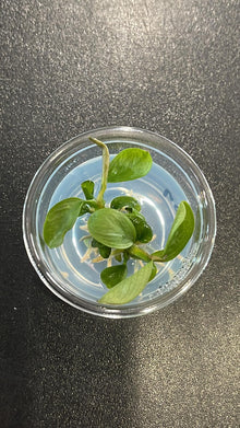 Anubias minima 'Dragon Claw' - Tissue Culture - Planted Aquaria