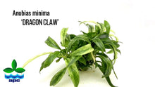Anubias minima 'Dragon Claw' - Tissue Culture - Planted Aquaria