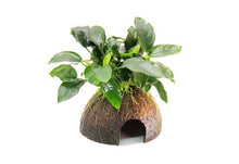 Anubias mix on Half Coconut Shell - Premade Plants - Planted Aquaria