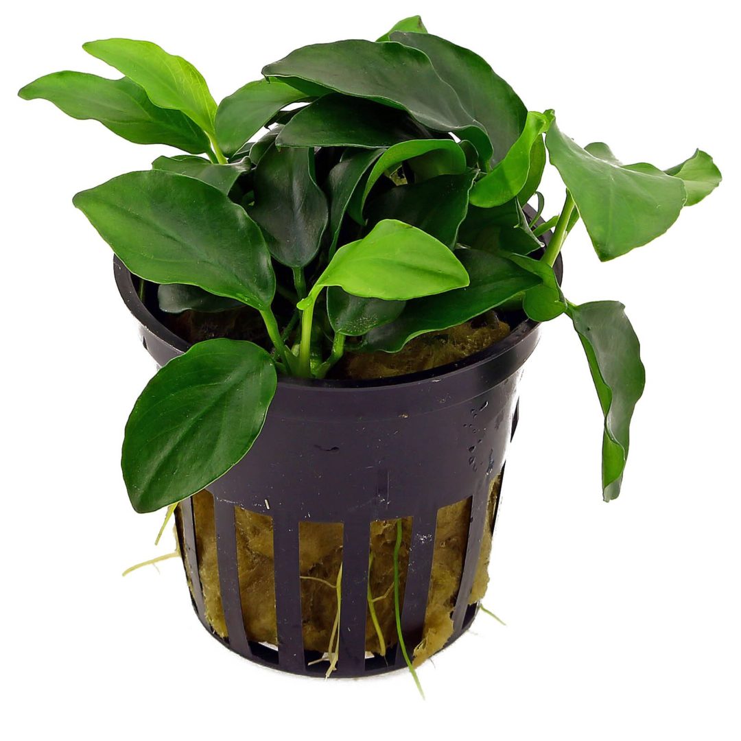 Anubias nana bonsai - Potted - Planted Aquaria