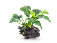 Anubias nana mix on driftwood small - Planted Aquaria