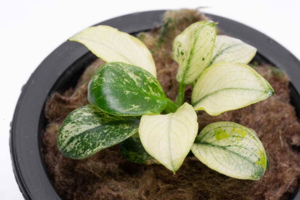 Anubias nana petite White - Potted - Planted Aquaria