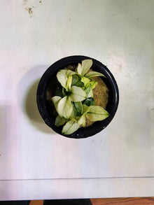 Anubias nana 'Pinto Mini' - Potted - Planted Aquaria