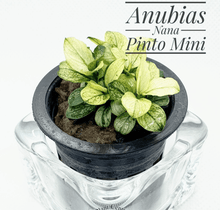 Anubias nana 'Pinto Mini' - Potted - Planted Aquaria