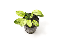 Anubias nana 'Pinto' - Potted - Planted Aquaria