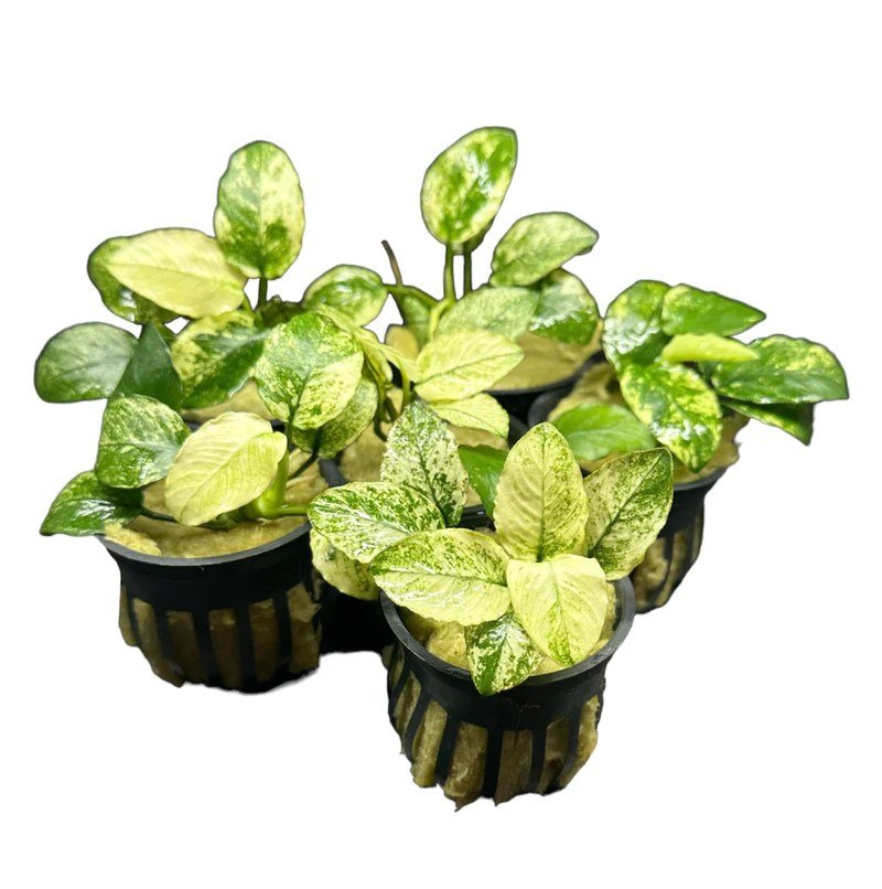 Anubias nana 'Pinto' - Potted - Planted Aquaria
