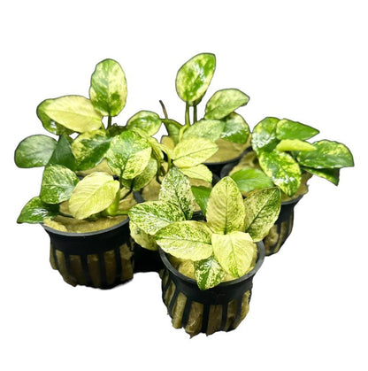 Anubias nana 'Pinto' - Potted - Planted Aquaria