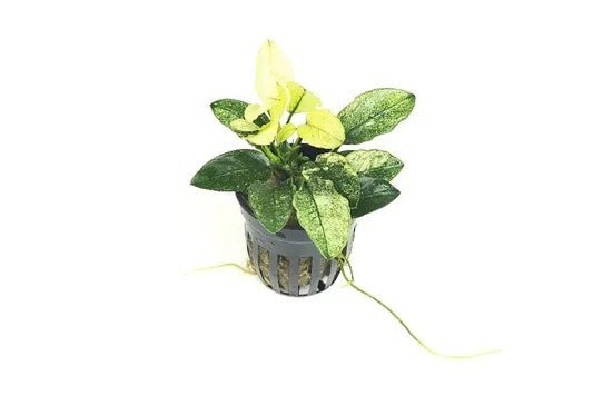Anubias nana 'Pinto' - Potted - Planted Aquaria