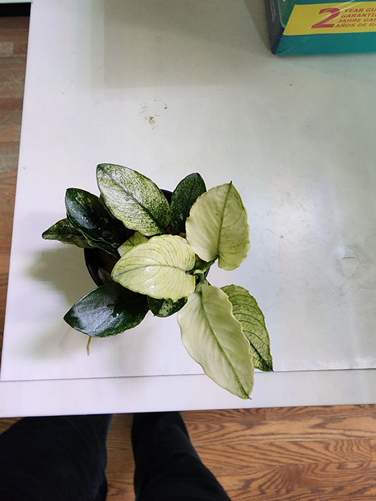Anubias nana 'Pinto' - Potted - Planted Aquaria