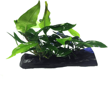 Anubias nana/minima mix on driftwood large - Planted Aquaria