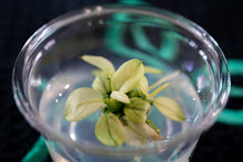 Anubias nano pinto - Tissue Culture - Planted Aquaria