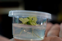 Anubias nano pinto - Tissue Culture - Planted Aquaria