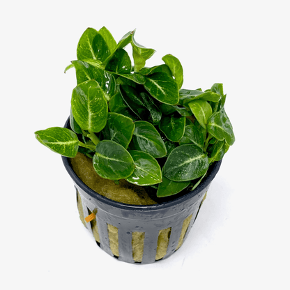 Anubias Stardust Mini - Potted - Planted Aquaria