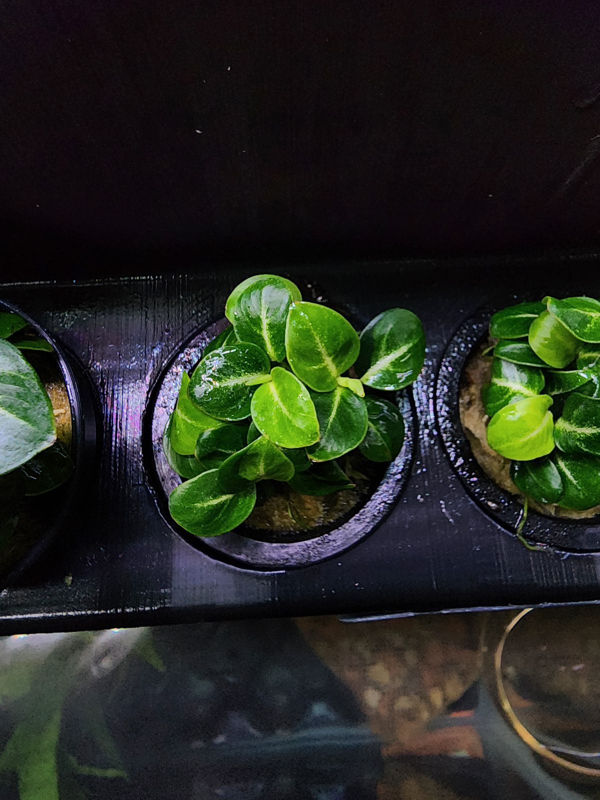 Anubias Stardust Mini - Potted - Planted Aquaria