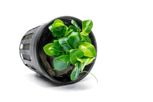 Anubias Stardust Mini - Potted - Planted Aquaria