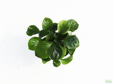 Anubias var. 'Golden Coin' - Potted - Planted Aquaria