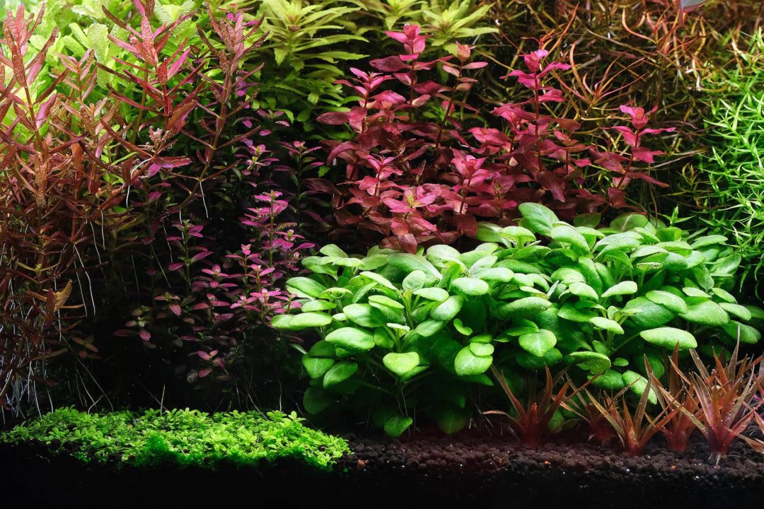 APT 3/Complete Fertilizer - 2Hr Aquarist - Planted Aquaria